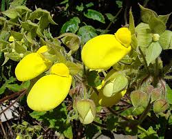 Image result for Calceolaria
