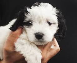 We did not find results for: Smith Veterinary Hospital