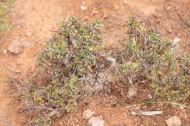 Image result for Commiphora kua