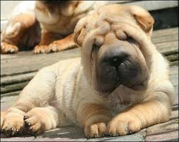 Pin By Karamel Dondurma On I Love Sharpeis Shar Pei Dog Wrinkle Dogs Chinese Shar Pei