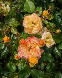 Image result for Kraussia floribunda