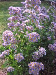 Aster Jindai Deer Resistant Plants Perennials Sun Perennials