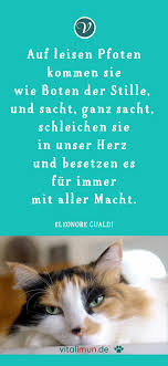 achtsamkeit und fursorge fur deine katze bei krankheit naturlich helfen spruch katzenliebe katzenliebe katzen katzen zitate