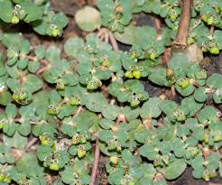 Image result for Euphorbia inaequilatera