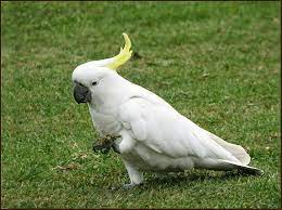 Burung kakak tua hitam putih. Gambar Burung Kakak Tua Dan Berbagai Macam Jenisnya
