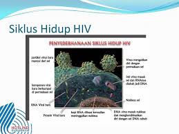 Siklus hidup virus hiv di dalam tubuh manusia. Hiv Aids Bahaya Dan Penanggulangannya Di Kalangan Mahasiswa Ppt Download