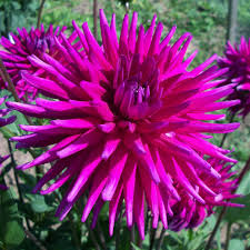 Flowers can be made for castom order. Buy Semi Cactus Dahlia Tuber Dahlia Purple Gem 4 99 Delivery By Crocus