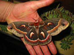 Image result for Cecropia