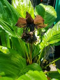 Image result for Dioscorea dumetorum