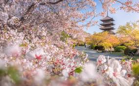 He is a bishokuya, but is also described as a martial artist. Download Wallpapers To Ji Temple Spring Kyoto Buddhist Temple Sakura Cherry Blossom Morning Park Japan For Desktop Free Pictures For Desktop Free