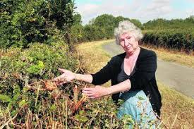 I love a good hedge me. Oxford Hedges Cut While Birds Were Nesting Oxford Mail