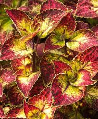 Image result for Coleus melleri