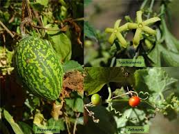 Image result for Peponium