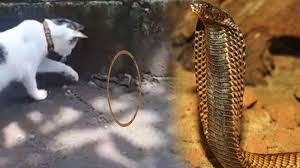 Sayangnya, pemakaian garam untuk mencegah reptil ini tidak cukup efektif. Video Duel Ular Kobra Vs Kucing Di Mojokerto Viral Lihat Endingnya Analisis Panji Petualang Halaman All Surya