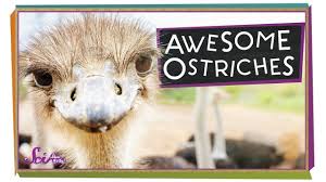 Birds That Dont Fly Ostriches Are Birds That Don T Fly And Are Taller Than Most People Animals Birds Ostriches