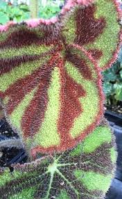 Image result for Begonia wollastonii