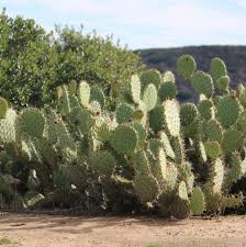 For desert scenes or just for fun, it's easy for anybody to draw a cactus! Cactus Painting Demo In Pastels Brings The Prickles Of The West To You