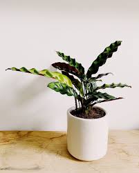 Image result for calathea