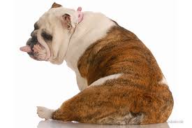 Protect your carpet by providing your dog with a comfy bed, preferably one with raised. Why Do Dogs Scoot Along The Floor On Their Butts
