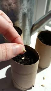 If you've never gardened before, there's no time like the present to try something new! Jump Start Your Garden By Starting Seeds Indoors Reuse Grow Enjoy