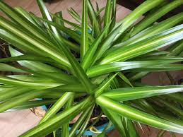 Image result for Chlorophytum comosum