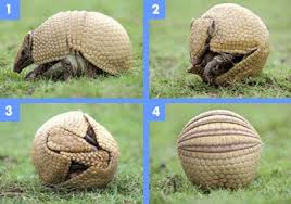 Armadillo Armadillo Armadillo Cantaloupe Animals Wild Armadillo Animals Beautiful