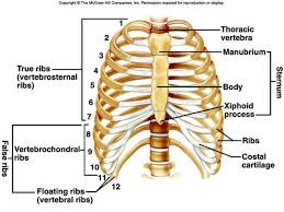 Why you should never ignore pain under left rib cage. Pin On Study Tips