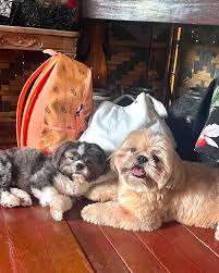 Image result for Leiothylax