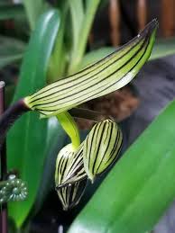 Image result for Isopyrum nipponicum