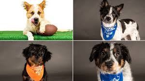 The puppy bowl certainly goes above and beyond your typical game of fetch, with the puppy participants playing on a mock football field in . Meet 4 Puppy Bowl 2022 Puppies From Colorado 9news Com