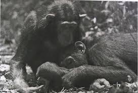 Image result for Lasiodiscus pervillei