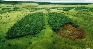 Bagaimana Hutan Indonesia Sebagai Paru Paru Dunia Di Masa Depan