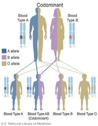 Inheritance Patterns Genetics Home Reference Genetic Counseling Teaching Biology Genetics