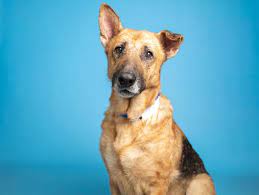 There's other ways to help. Adopt A Pet Playful Dakota And More In Phoenix Shelters This Week