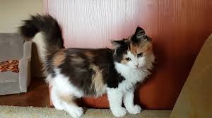 Calico cats are usually an interesting group but not always under the umbrella of domestic short hair or long hair. Cute Calico Kitten Video Youtube