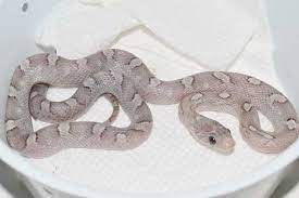 Maybe you would like to learn more about one of these? Charcoal Plasma Corn Snake Corn Snake Pet Snake Snake