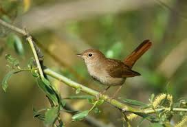Birds That Start With Bu Birds Paradise Nightingale Nightingale Bird World Birds