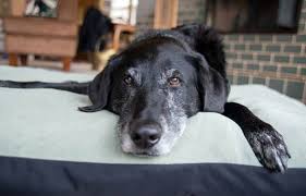Shop for all of your pet needs at chewy's online pet store. Salty S Pet Supply Saltyspetsupply Twitter