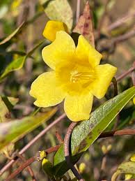 Image result for Gelsemiaceae