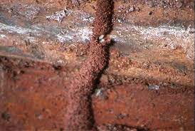 Dampwood termites leave signs of nest building that look similar to drywood termites. Termite Mud Tubes Shelter Tubes Tunnels