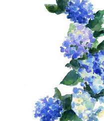 Hydrangeas Print Watercolor Hydrangea Watercolor Flowers Flower Painting