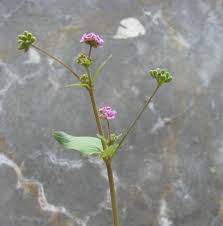 Image result for Boerhavia diffusa