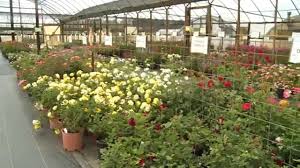 Holland park is an area of kensington, on the western edge of central london, that contains a street and public park of the same name. In Bloom Tyler Roses Youtube
