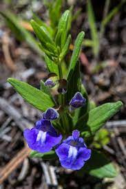 Common Skullcap Scutellaria Galericulata Planting Flowers Flowers Rocky Mountain National