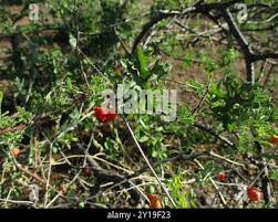 Image result for Coccinia rehmannii