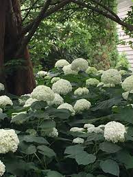 Annabelle types are the flowers many of us think about when we think hydrangeas in the shade, she explains. Ask A Question Forum Shade Hydrangea Garden Org