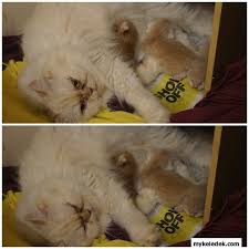 Padahal bukan tak ada 'litter box'. Kehidupan Kucing Parsi Dennis Zill