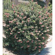 Image result for Escallonia