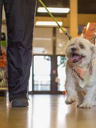 Check spelling or type a new query. Pet Stores In San Antonio Will Soon Be Required To Only Sell Shelter Pets Wkrc