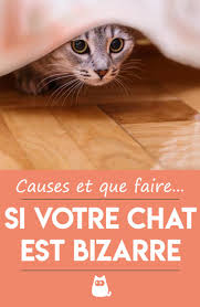 Mon Chat Est Bizarre Pourquoi Et Que Faire En 2020 Chat Bizarre Comportement Chat Chat